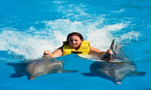 Dolphin Royal Swim Vip Plus