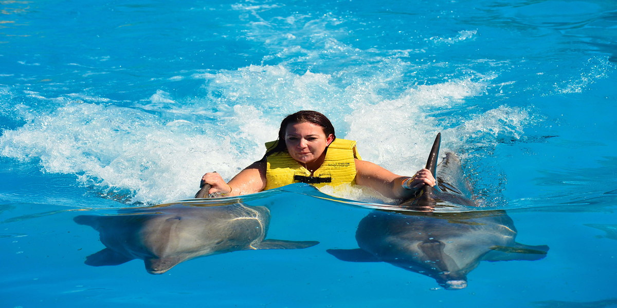 Dolphin Royal Swim Vip Plus