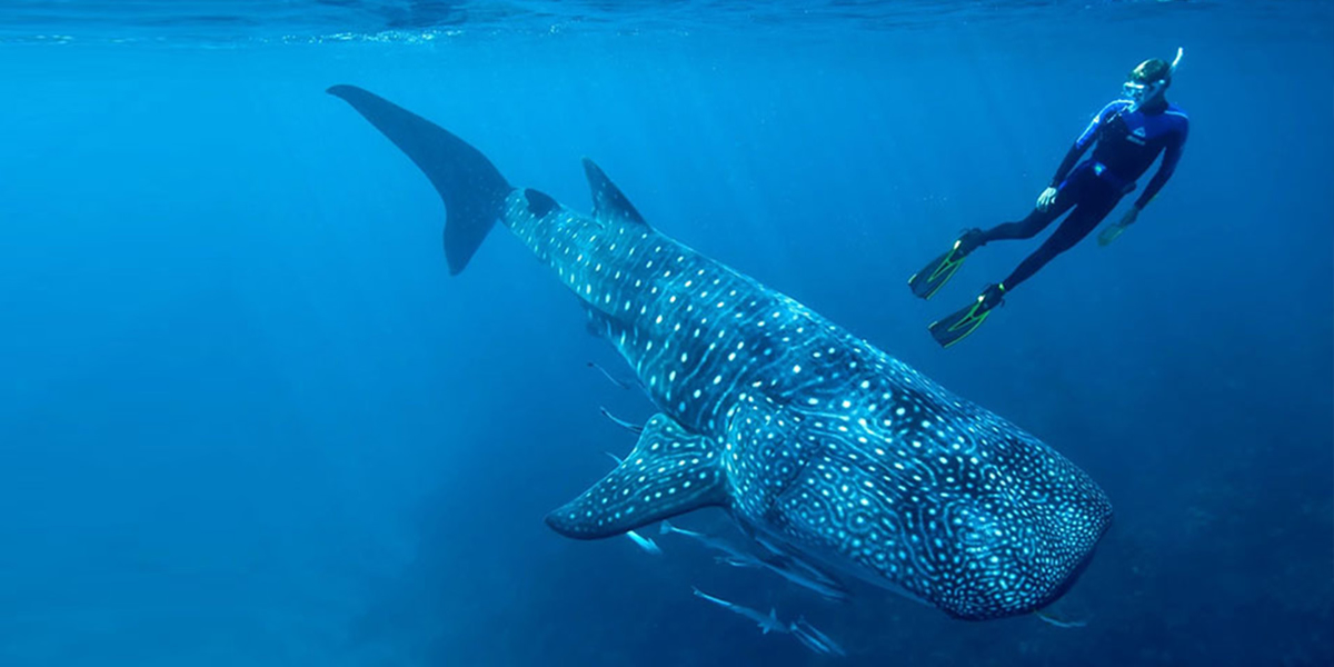 Tiburon Ballena